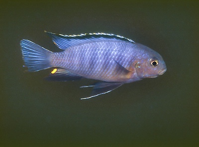 Tropheops sp. 'black dorsal' Luwala Reef